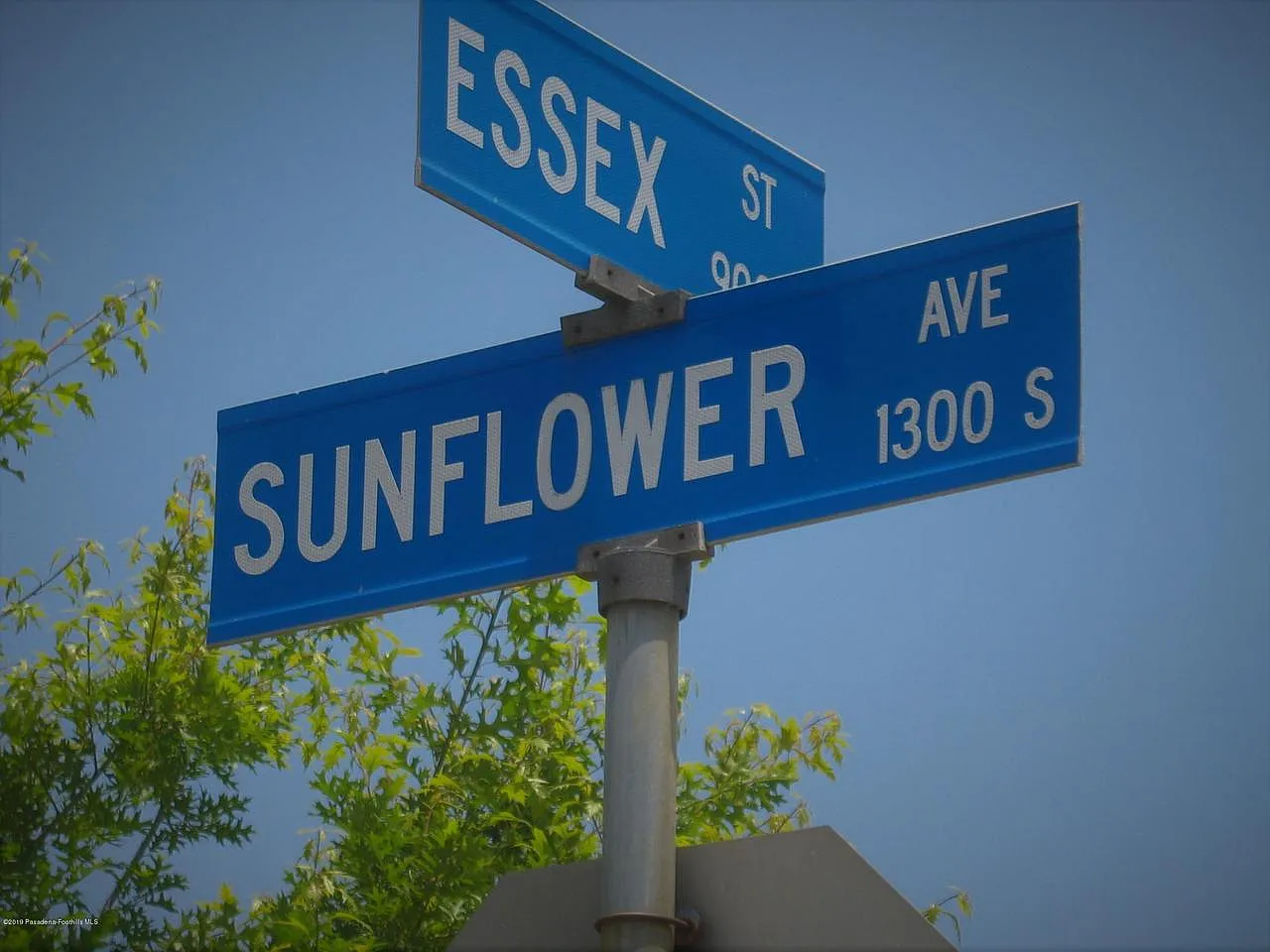 Street signs for Sunflower Ave and Essex St under blue sky with tree leaves